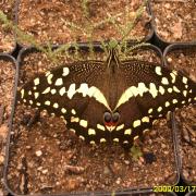 butterfly, KRCA